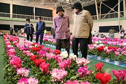 シクラメン市
