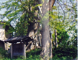 サイカチの大樹